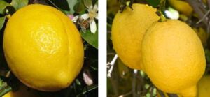 Cultivo de limón