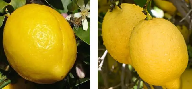 Variedad villafranca