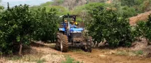 Cultivo de limón