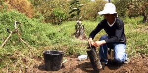 Cultivo de limón