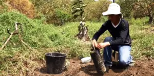 Cultivo de limón