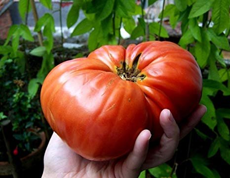 una mano sosteniendo un tomate