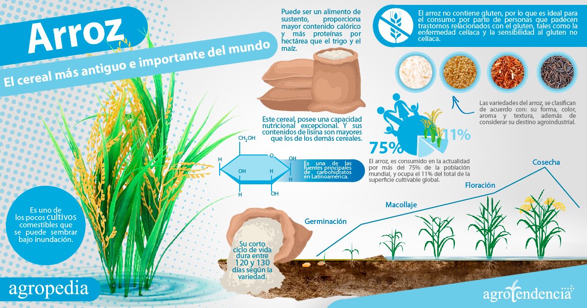 infografía del arroz
