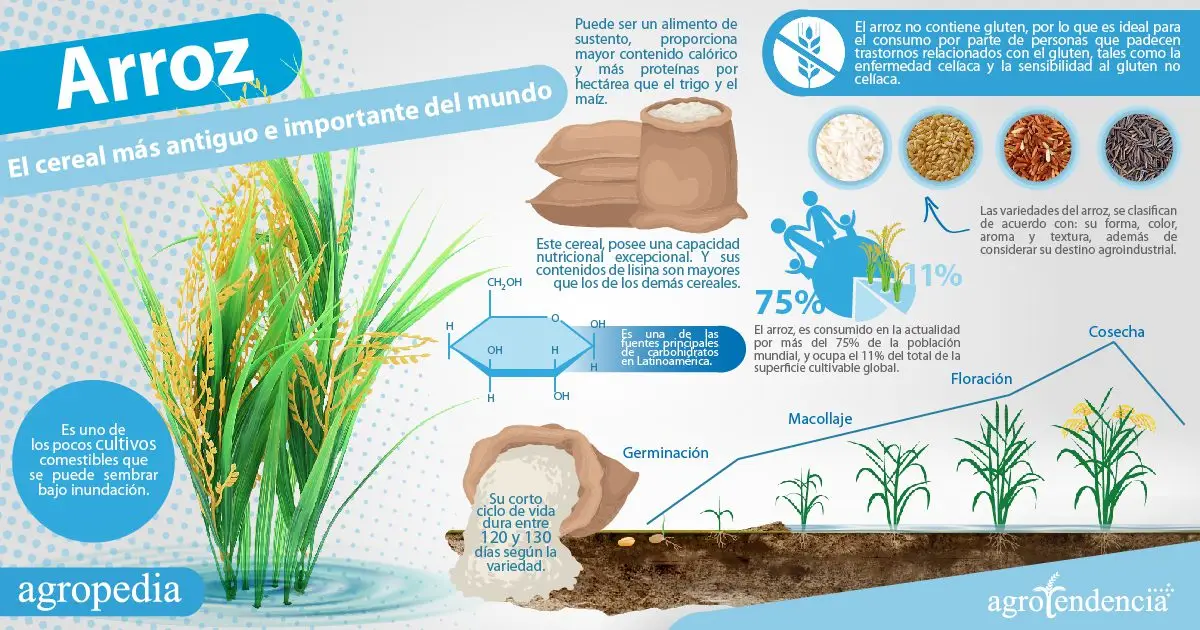 Cultivo de arroz - Infografía del arroz