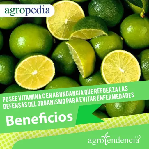 Limones y sus beneficios