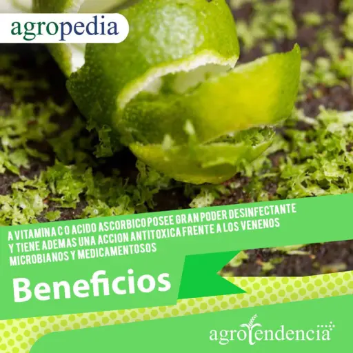 Concha del limón