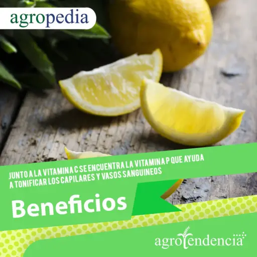 Un limón entero y tres trozos de un limón