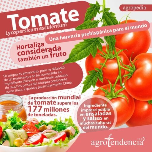 Cultivo de tomate Infografía del tomate