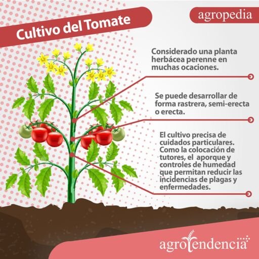 Cultivo del tomate