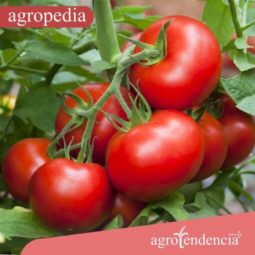 Cultivo de tomate - Un racimo de tomates