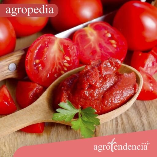 Cultivo de tomate - Tomates y una cuchara de madera con pasta de tomate