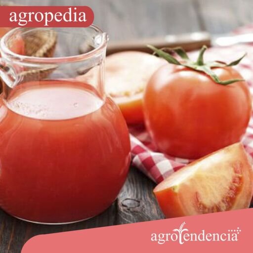 Tomates y una jarra con jugo de tomate