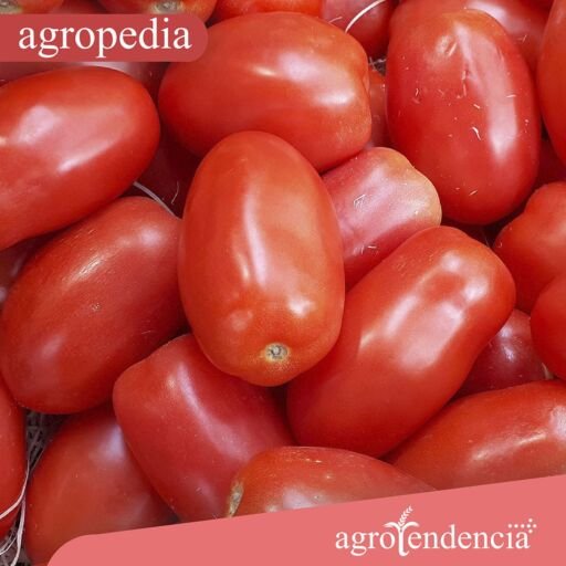 Cultivo de tomate - Tomates frescos
