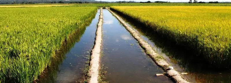 Cultivo de arroz - Canales de riego usados en el cultivo de arroz