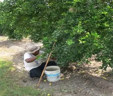 hombre cosechando limones
