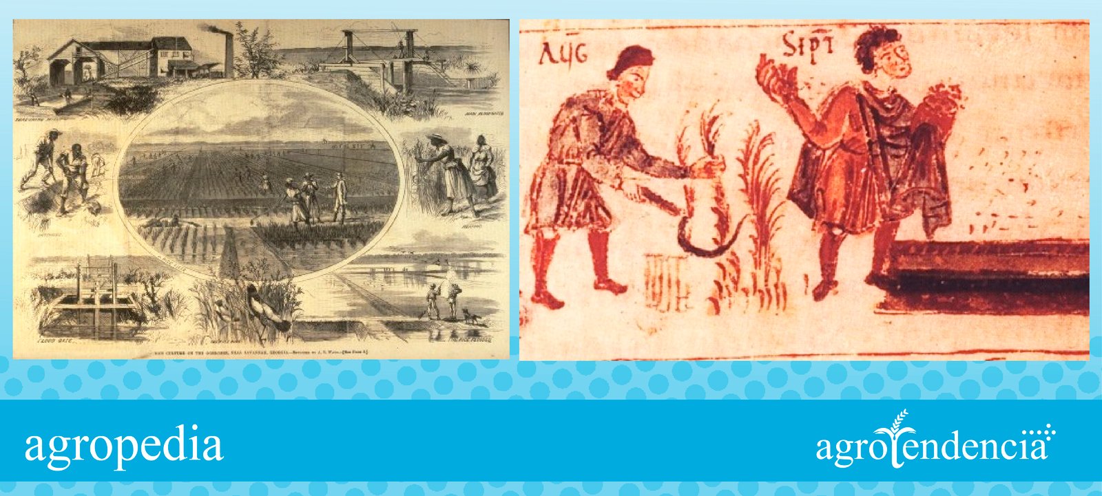 Cultivo de arroz - Siembra de arroz, por esclavos negros y españoles