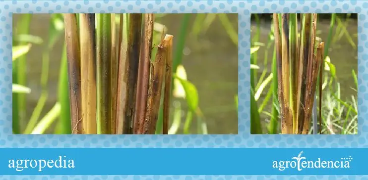 Cultivo de arroz - Macollas de arroz