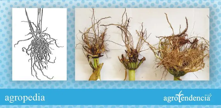 Cultivo de arroz - Raíces del arroz