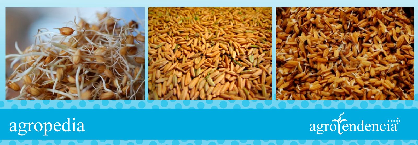 Cultivo de arroz - Semilla pregerminada de arroz