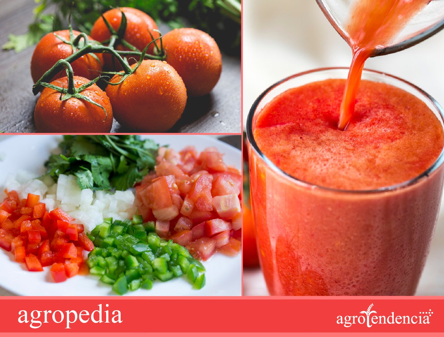 tomates y sus usos en jugo y para sazonar comidas