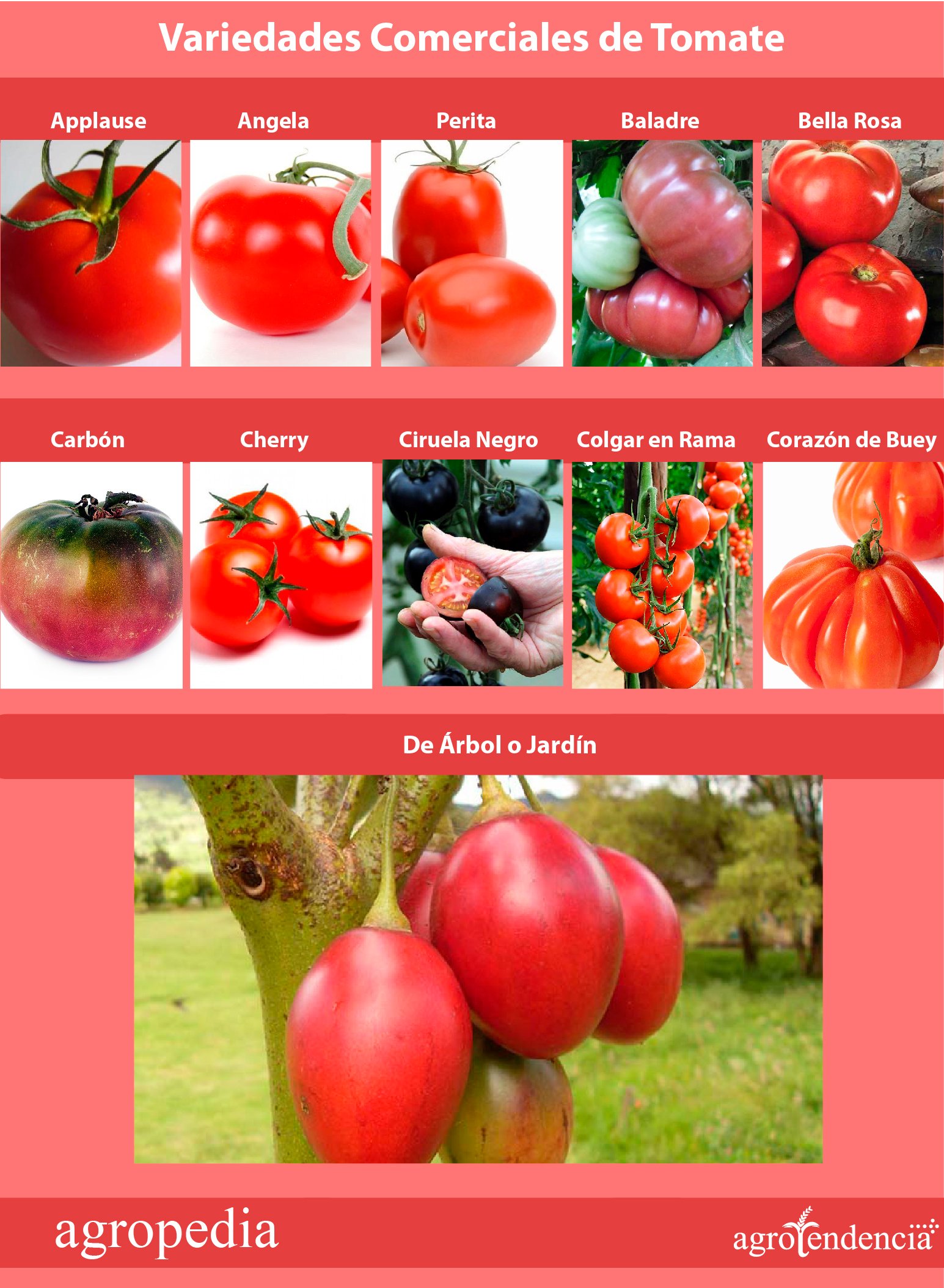 Cultivo de tomate - Variedades comerciales de tomate