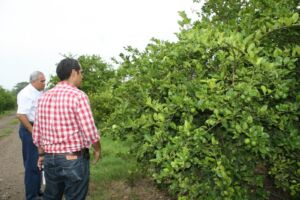 Cultivo de limón