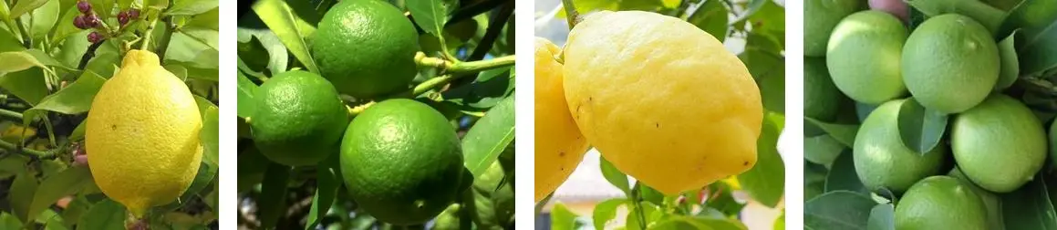 Tipos de frutos del limón