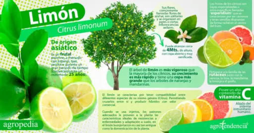 Infografía del limón