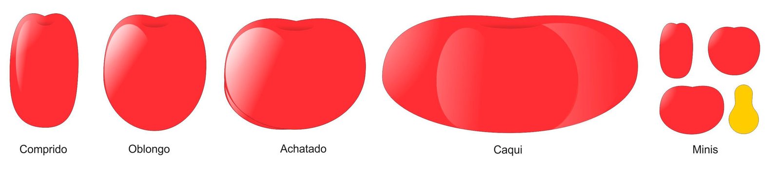 Dibujo de las formas del fruto del tomate