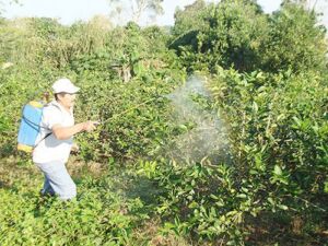 Cultivo de limón - Fumigación del cultivo de limón