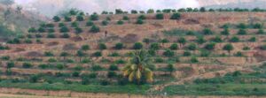 Cultivo de limón