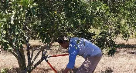 hombre podando una planta de limón