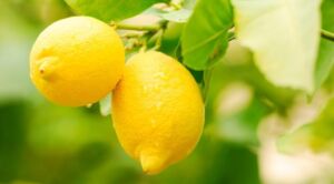 Limón