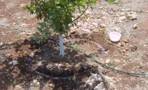 Cultivo de limón - Riego del limonero