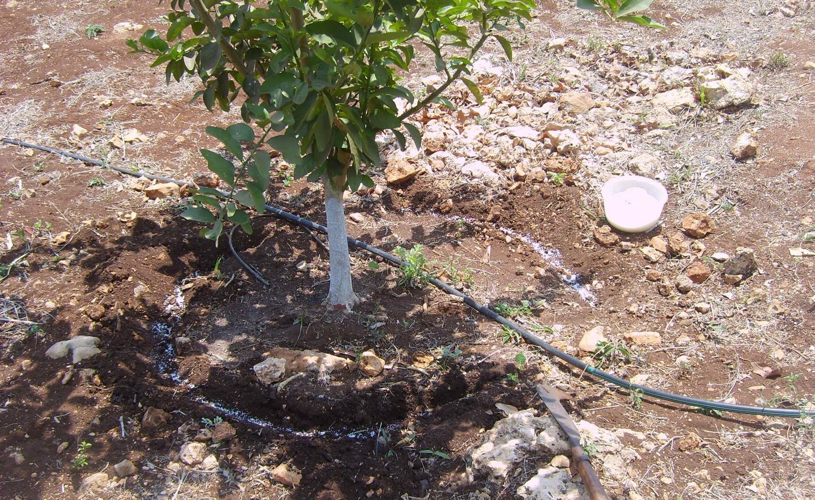 Una planta de limón con abonado alrededor del tallo y con sistema de riego a goteo