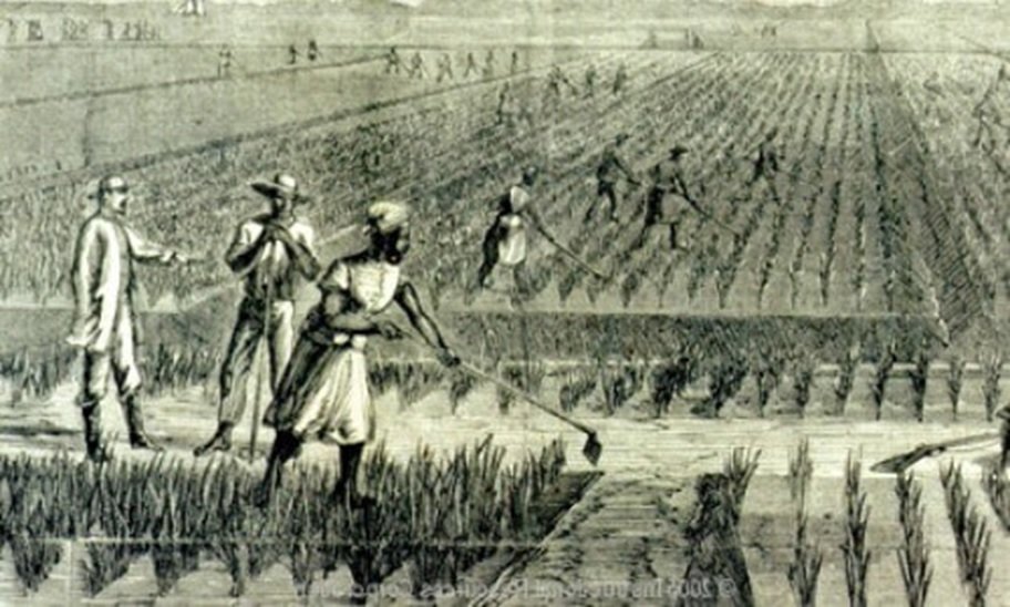 dibujo de esclavos negros sembrando arroz