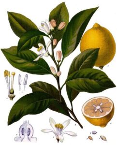 Cultivo de limón