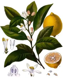 Cultivo de limón