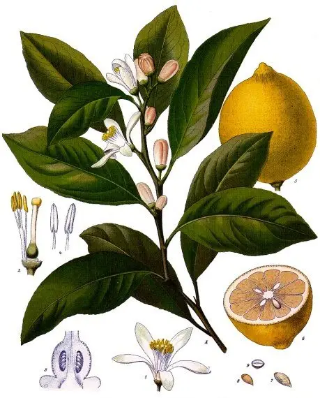 Partes del limonero