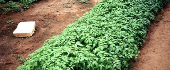 Cultivo de tomate - Plántulas de tomate en tierra 