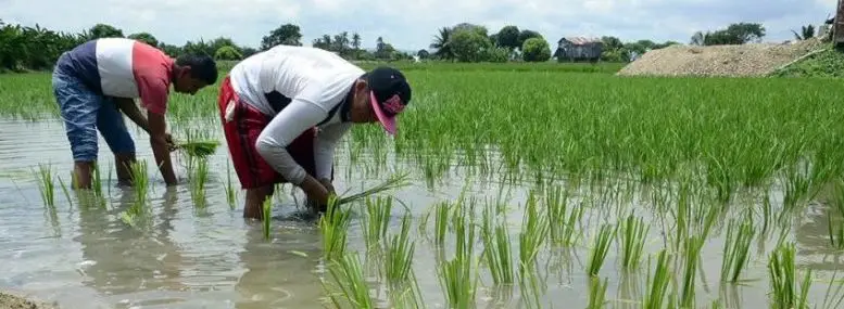 Manejo de densidades de la plantación del arroz Cultivo de arroz - Dos hombres sembrando las macollas de arroz