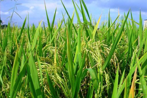 Cultivo de arroz: como se realiza, plagas y enfermedades