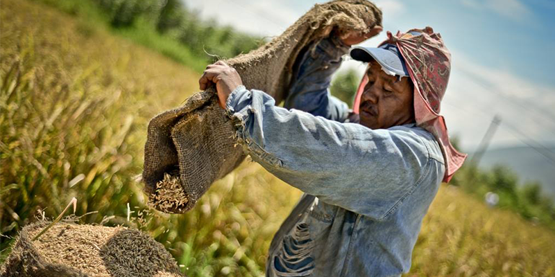 Hombre colocando el grano cosechado en sacos