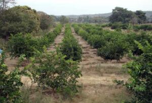Cultivo de limón