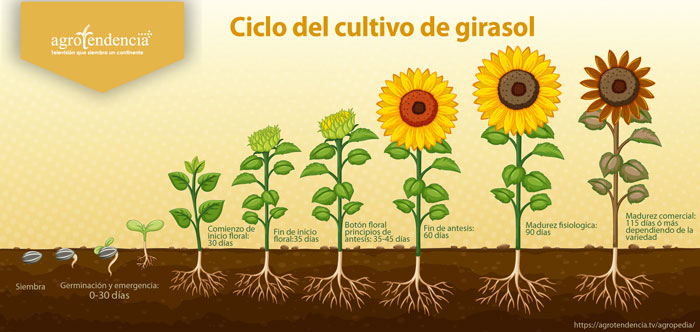 ciclo de cultivo