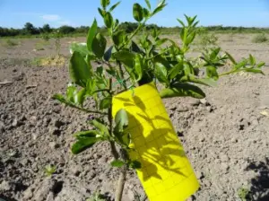 Planta de limón