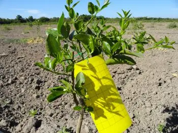 Planta de limón con lamina amarilla atrayente de insectos