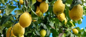 Limones