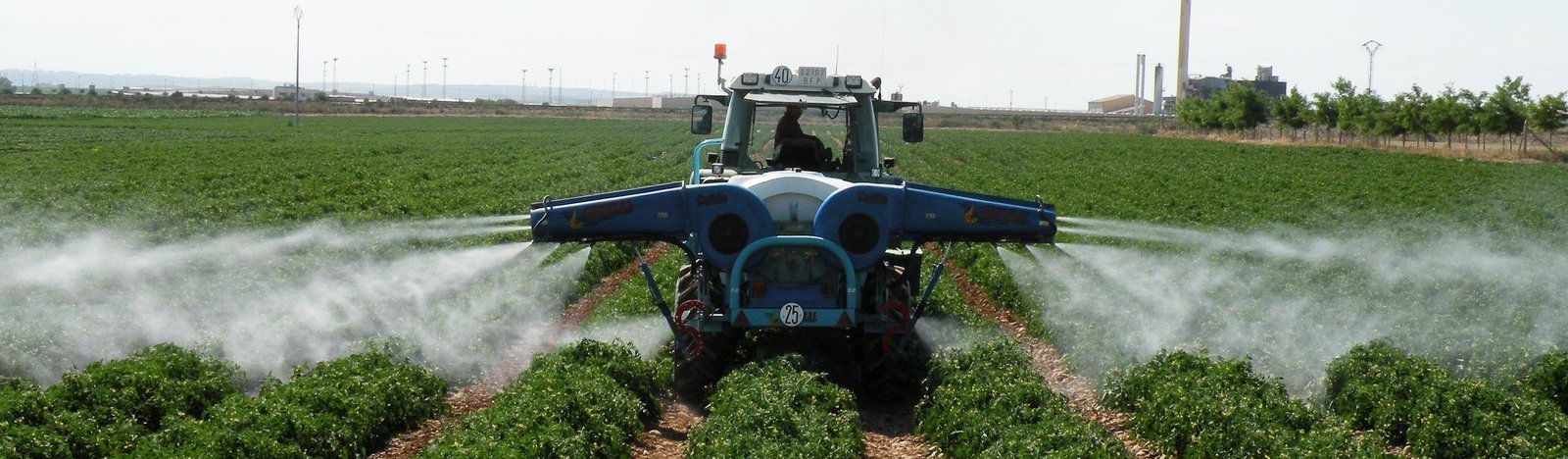 Cultivo de tomate - Control químico en el cultivo de tomate - Tractor aplicando producto químico a un cultivo de tomate