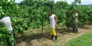 Cultivo de limón - Cosecha
